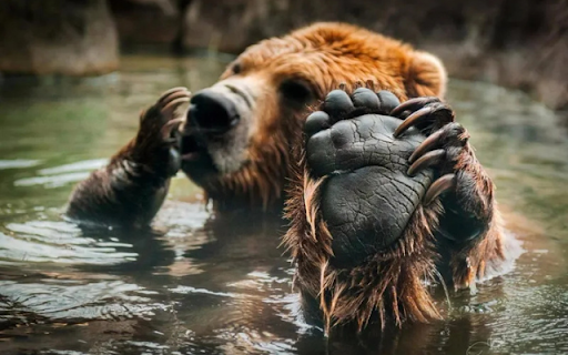 A Bear’s Tranquil Moment in the Water  from Chrome web store to be run with OffiDocs Chromium online