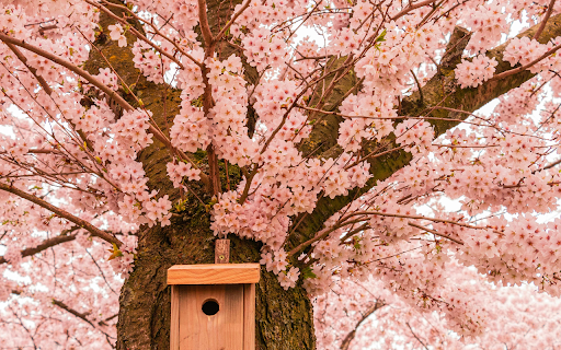 A Birdhouse on Cherry Blossom Tree  from Chrome web store to be run with OffiDocs Chromium online