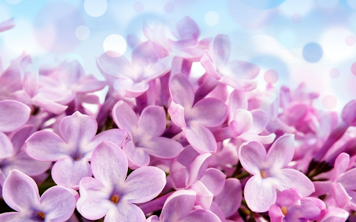 A Breath of Spring  from Chrome web store to be run with OffiDocs Chromium online