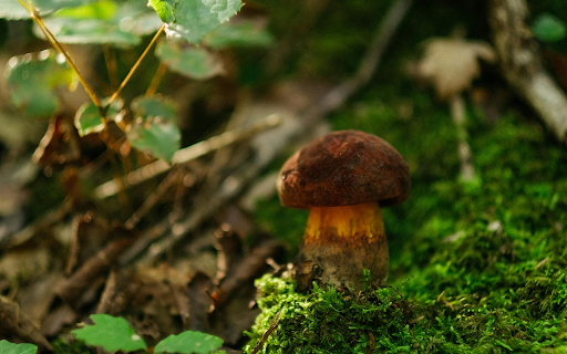 A Brown Mushroom on Mossy Ground  from Chrome web store to be run with OffiDocs Chromium online
