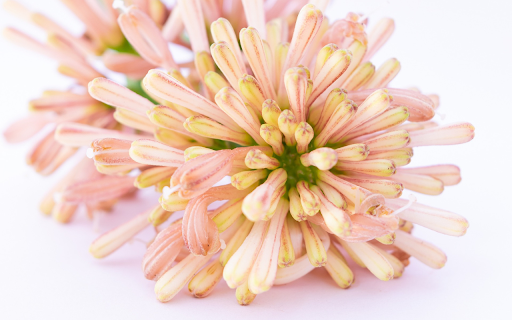 A bunch of flowers  from Chrome web store to be run with OffiDocs Chromium online