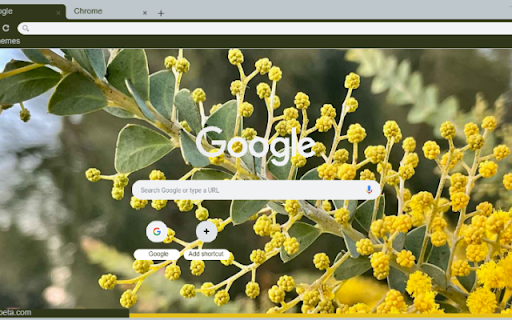 Acacia  from Chrome web store to be run with OffiDocs Chromium online