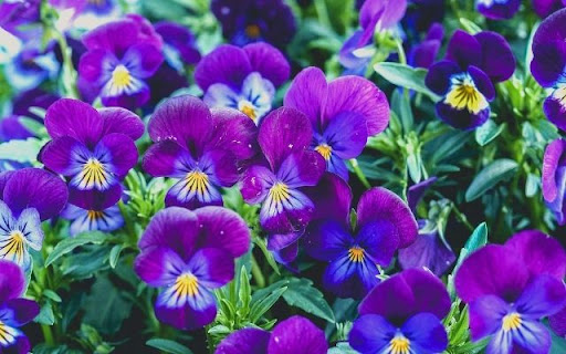 A Carpet of Regal Viola  from Chrome web store to be run with OffiDocs Chromium online