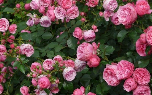 A Cascade of Rosa Line Renaud  from Chrome web store to be run with OffiDocs Chromium online