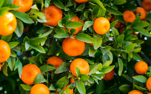 A Citrus Grove  from Chrome web store to be run with OffiDocs Chromium online