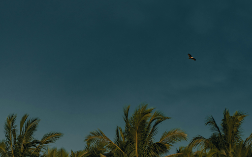 A Dark Blue Sky above Palm Trees  from Chrome web store to be run with OffiDocs Chromium online
