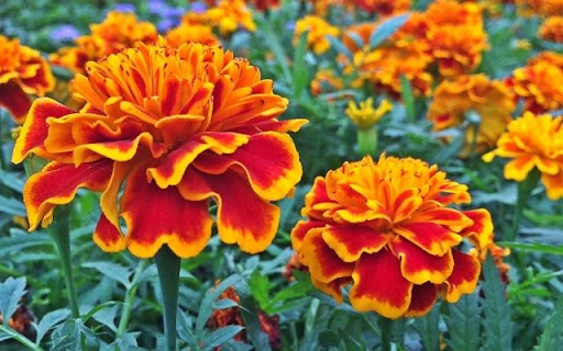 A Dazzling Display of Tagetes erecta  from Chrome web store to be run with OffiDocs Chromium online