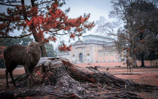 A Deer by the Stump  from Chrome web store to be run with OffiDocs Chromium online