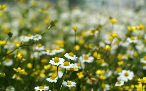 A Delicate Carpet of Chamomile and Buttercups  from Chrome web store to be run with OffiDocs Chromium online
