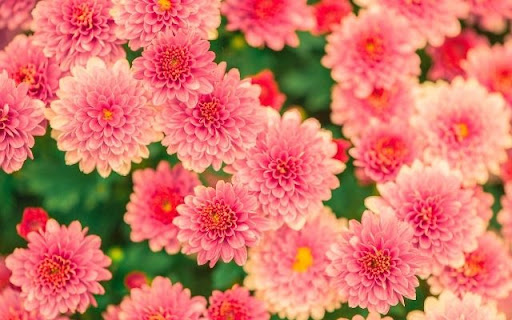 A Dense Bloom of Pink Chrysanthemums  from Chrome web store to be run with OffiDocs Chromium online