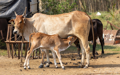 Adorable baby calf  from Chrome web store to be run with OffiDocs Chromium online