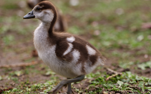 Adorable baby gosling  from Chrome web store to be run with OffiDocs Chromium online
