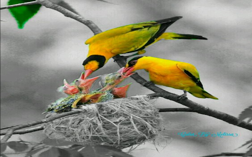 Adorable bird family wallpaper  from Chrome web store to be run with OffiDocs Chromium online