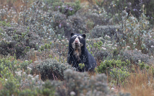 Adorable black bear  from Chrome web store to be run with OffiDocs Chromium online