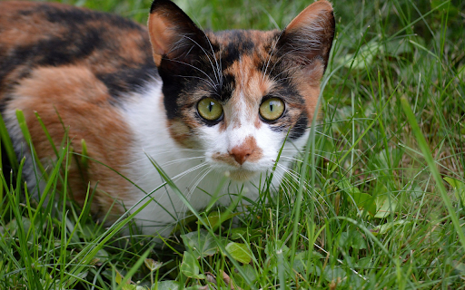 Adorable calico cat  from Chrome web store to be run with OffiDocs Chromium online