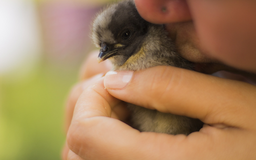 Adorable chick  from Chrome web store to be run with OffiDocs Chromium online