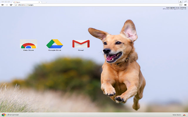 Adorable Dog  from Chrome web store to be run with OffiDocs Chromium online