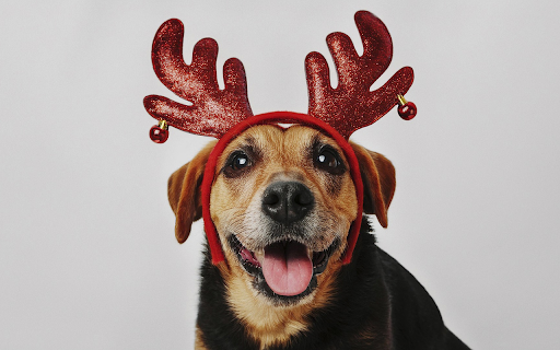 Adorable dog and reindeer mane  from Chrome web store to be run with OffiDocs Chromium online