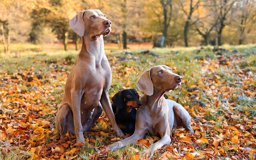 Adorable dogs  from Chrome web store to be run with OffiDocs Chromium online