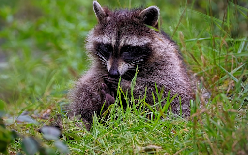 Adorable fox bear  from Chrome web store to be run with OffiDocs Chromium online