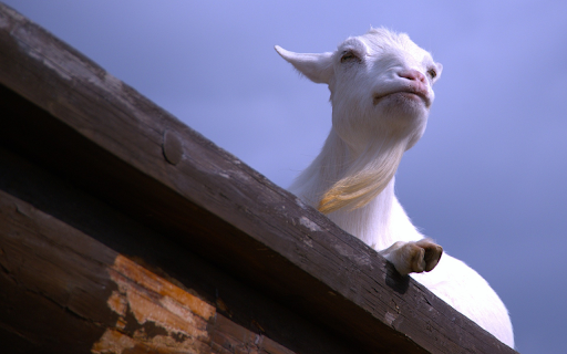 Adorable goat  from Chrome web store to be run with OffiDocs Chromium online
