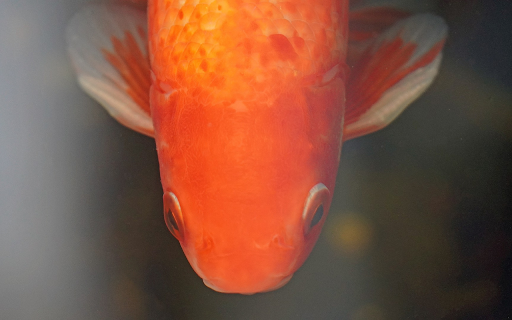 Adorable goldfish  from Chrome web store to be run with OffiDocs Chromium online