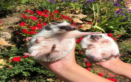 Adorable hedgehog wallpaper  from Chrome web store to be run with OffiDocs Chromium online