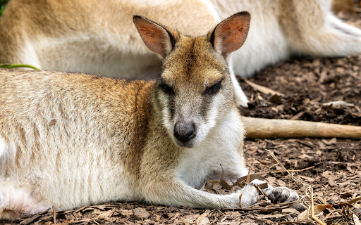 Adorable kangaroo  from Chrome web store to be run with OffiDocs Chromium online