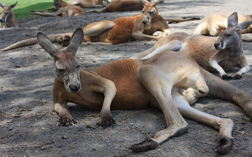 adorable kangaroos  from Chrome web store to be run with OffiDocs Chromium online