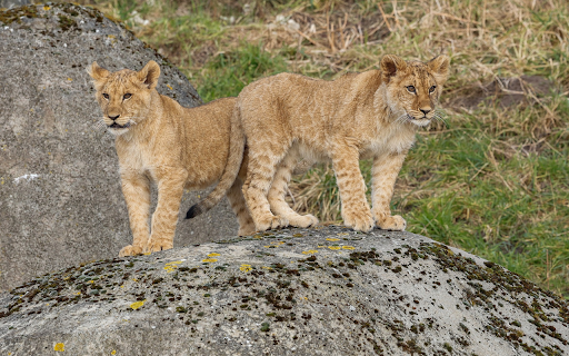 Adorable pair of lions  from Chrome web store to be run with OffiDocs Chromium online