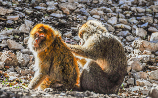 Adorable pair of monkeys  from Chrome web store to be run with OffiDocs Chromium online