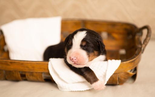 Adorable puppy  from Chrome web store to be run with OffiDocs Chromium online