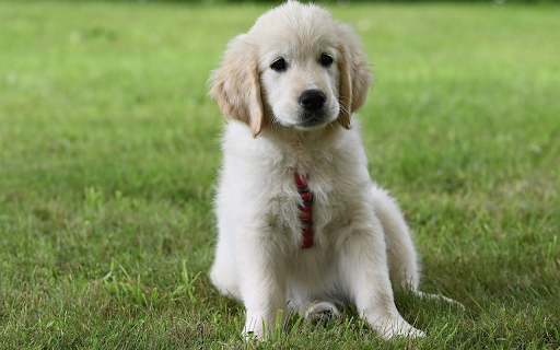 Adorable puppy on green grass  from Chrome web store to be run with OffiDocs Chromium online