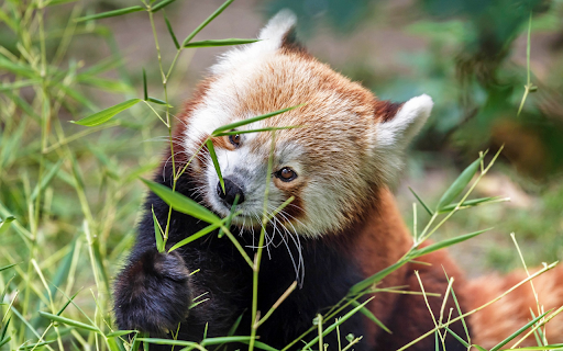 Adorable red panda  from Chrome web store to be run with OffiDocs Chromium online