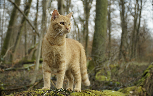 Adorable wild cat  from Chrome web store to be run with OffiDocs Chromium online