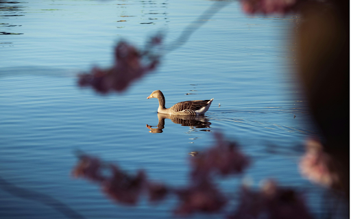 A duck swimming in a pond with pink flowers  from Chrome web store to be run with OffiDocs Chromium online