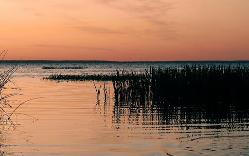 A Duck Swimming in Lake Pleshcheyevo  from Chrome web store to be run with OffiDocs Chromium online