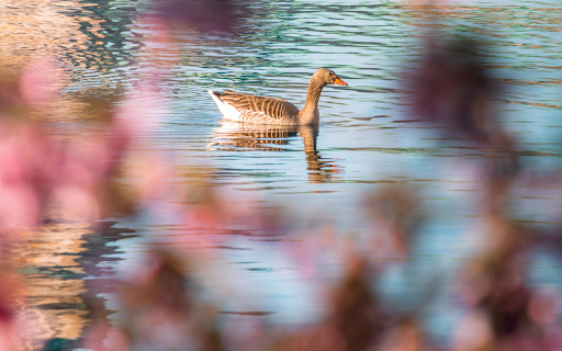 A duck swimming in the water near a tree  from Chrome web store to be run with OffiDocs Chromium online