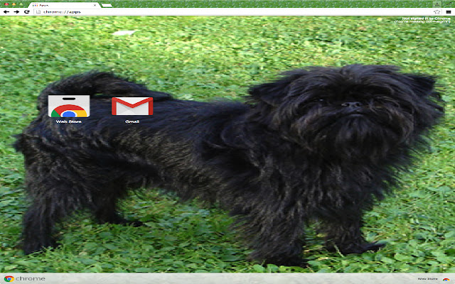 Affenpinscher  from Chrome web store to be run with OffiDocs Chromium online