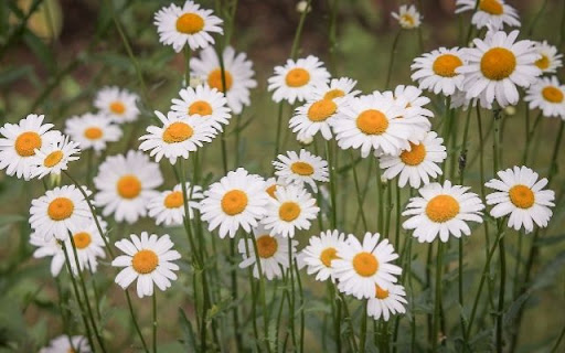 A Field of Cheerful Daisies  from Chrome web store to be run with OffiDocs Chromium online