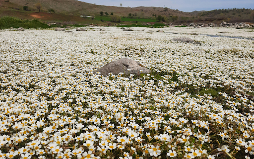 A Field of Flowers  from Chrome web store to be run with OffiDocs Chromium online
