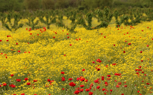 A Field of Papaver Commutatum Flowers  from Chrome web store to be run with OffiDocs Chromium online