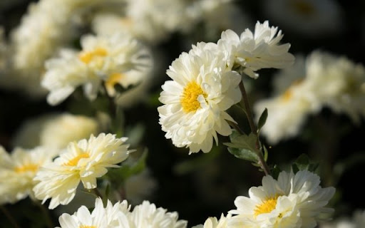 A Field of Radiant Chrysanthemum morifolium  from Chrome web store to be run with OffiDocs Chromium online