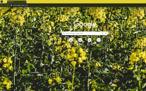 a field of yellow canola flowers at dawn  from Chrome web store to be run with OffiDocs Chromium online