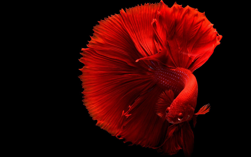 A fish with a flared tail  from Chrome web store to be run with OffiDocs Chromium online