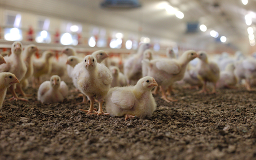 A flock of chicks  from Chrome web store to be run with OffiDocs Chromium online