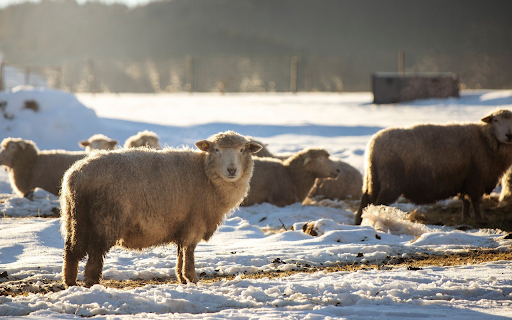 A flock of sheep in the winter sky  from Chrome web store to be run with OffiDocs Chromium online