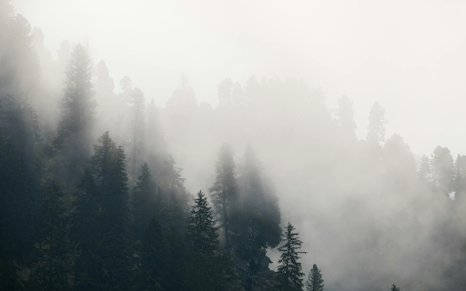 A foggy forest with trees and fog  from Chrome web store to be run with OffiDocs Chromium online
