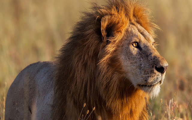 African Lion  from Chrome web store to be run with OffiDocs Chromium online