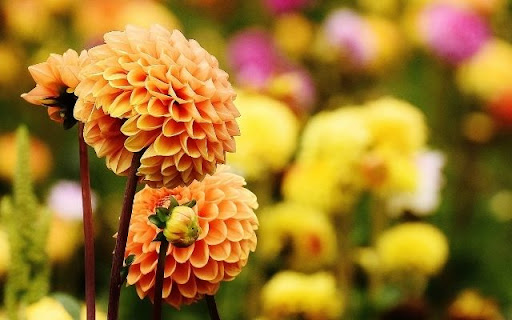 A Golden Orb of Dahlia  from Chrome web store to be run with OffiDocs Chromium online